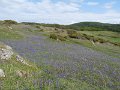 (11) Drift of bluebells